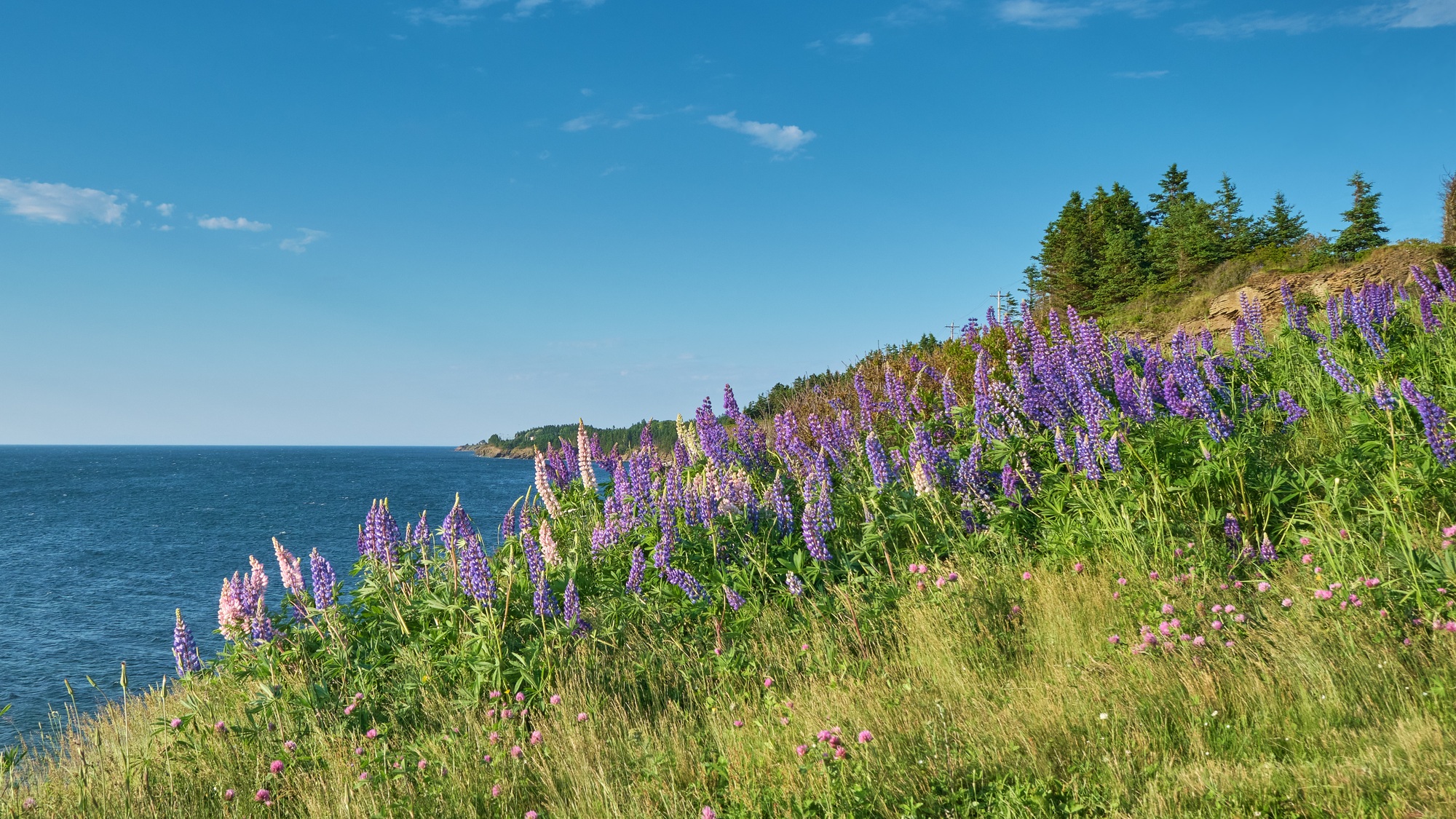 Wild Lupins Nova Scotia